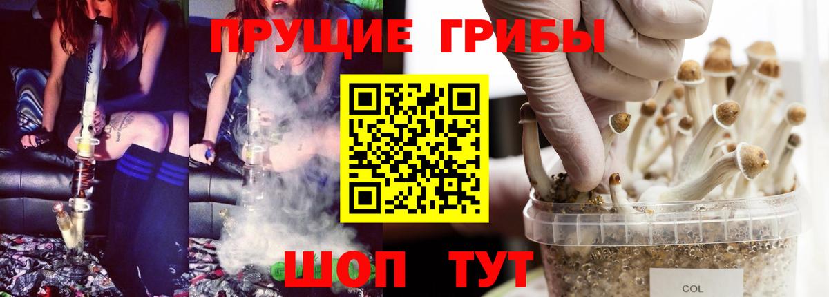 Галлюциногенные грибы Psilocybine cubensis Саров